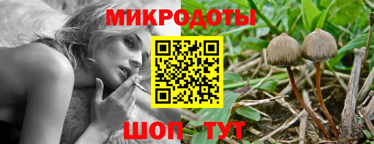 Псилоцибиновые грибы Psilocybe Санкт-Петербург